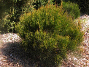 Vivers Càrex - Ephedra nebrodensis 